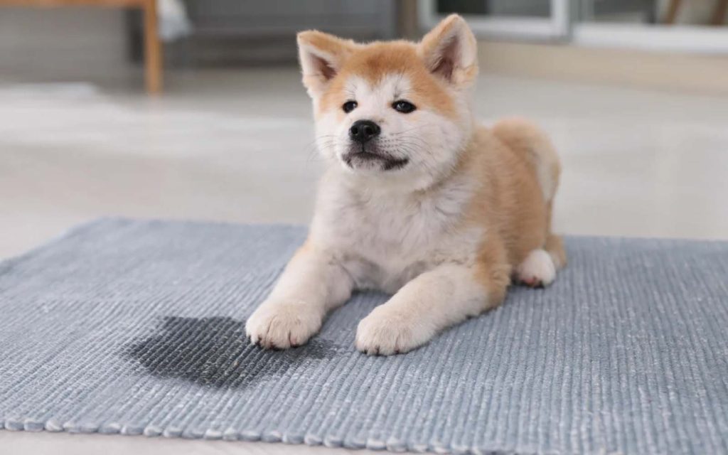 A dog standing on a rug that has a visible urine stain